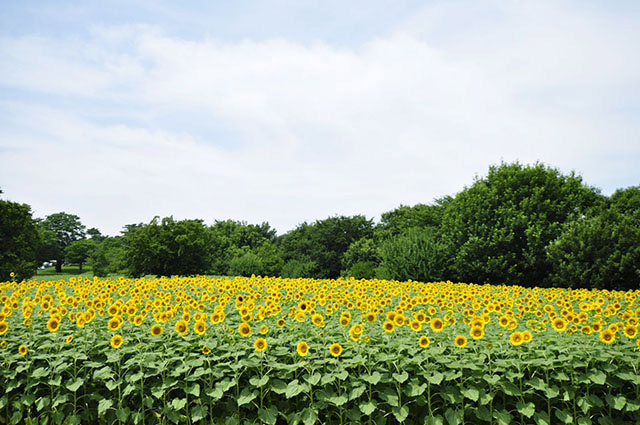 國營昭和紀念公園　約4萬株的向日葵