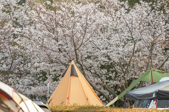 賞花露營