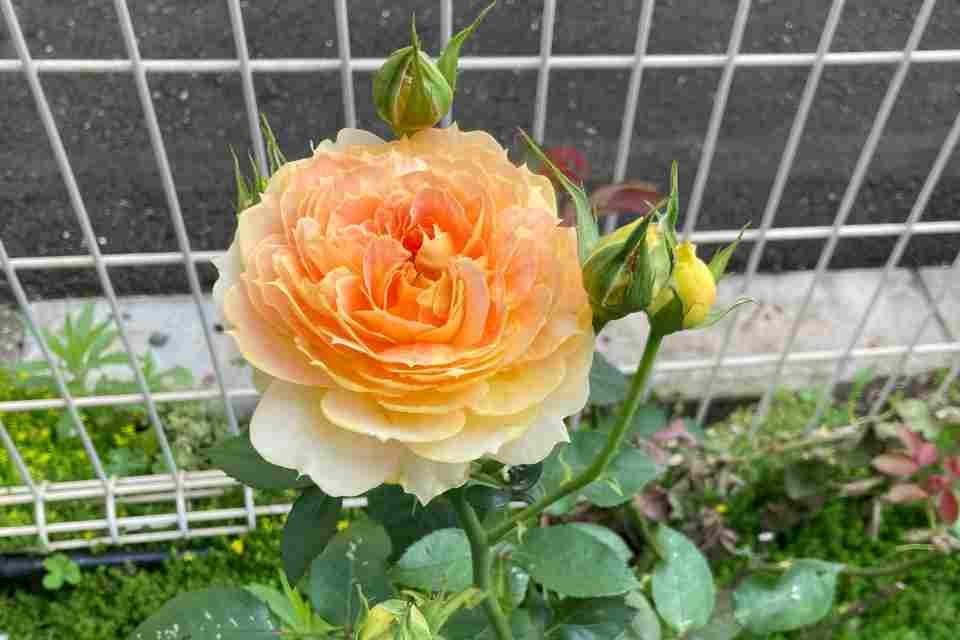One of the 1,000 roses in full bloom in May or October every year on Otsuka Rose Street