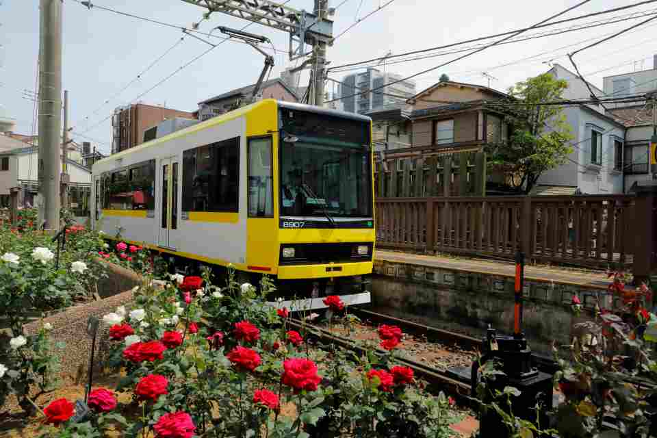 The Tokyo Sakura Tram pulling into a station amid a scene of red roses
Photo courtesy of Toei Transportation