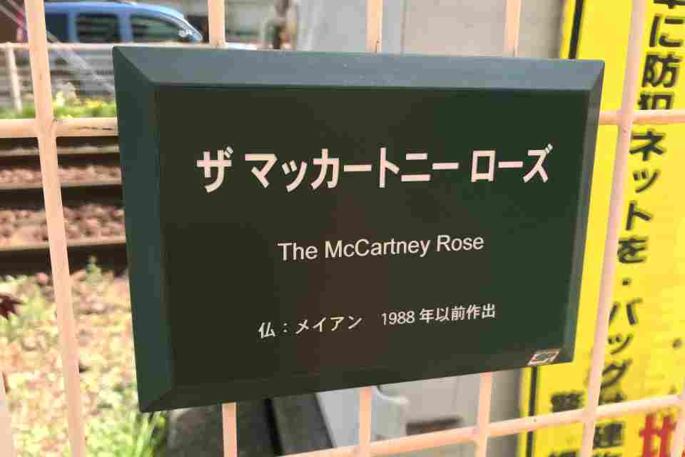 "The McCartney Rose"