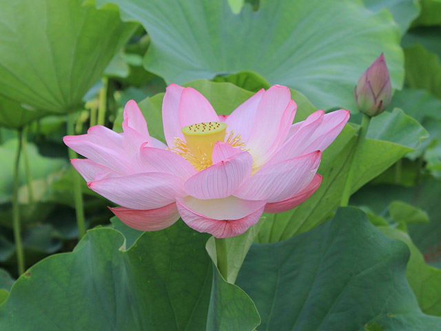 Four Great Lotus-Viewing Spots in the Kanto region