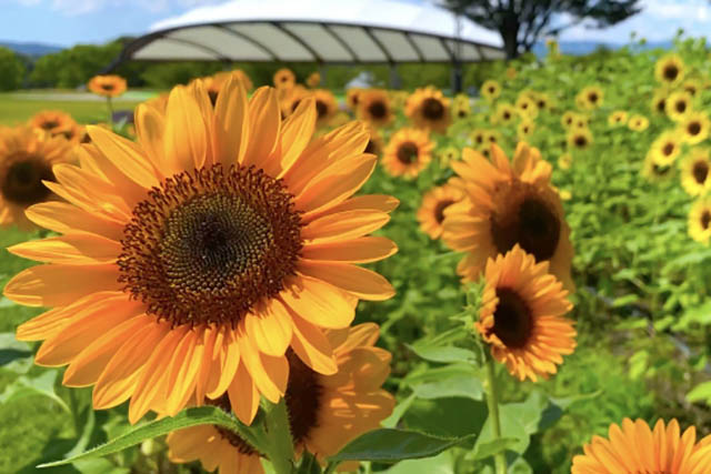 关西】夏天就是要赏向日葵！ 「向日葵花田名所」8选| Japan Travel by
