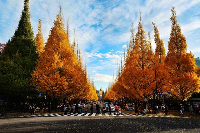 The symmetry and vibrance of Jingu Gaien Gingko Avenue creates a scene like few others in Japan.
Photo by Tom Tor on Unsplash