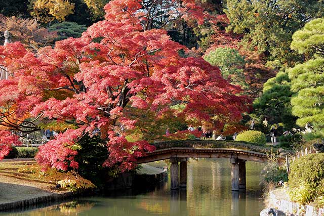 Paths and bridges winding through Rikugien Gardens allow for a variety of incredible autumn views.
 © Tokyo Convention＆Visitors Bureau