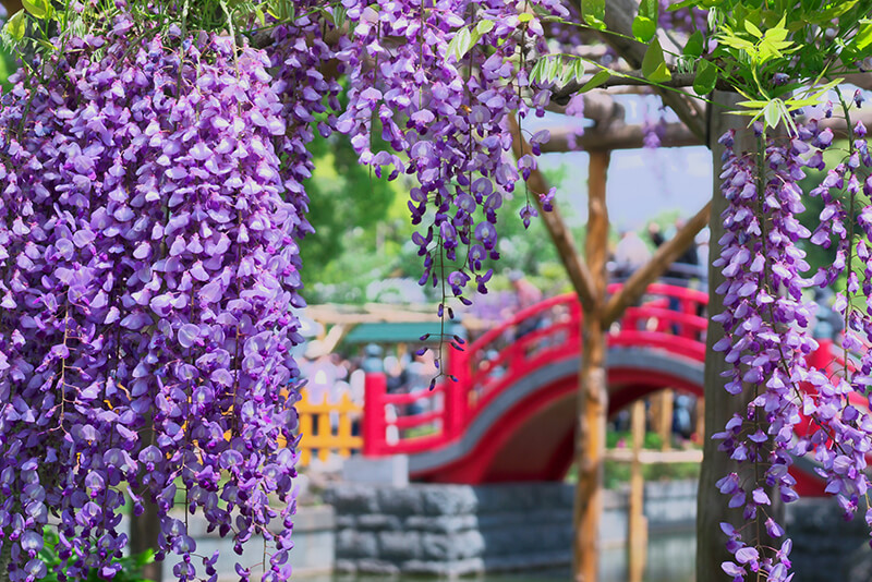 集英社 - wisteria Fukuoka Wisteria Guide 2025 | Fukuoka Now
