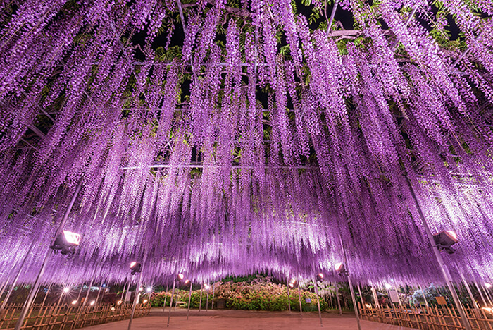 Five Places to Watch the Wisteria Sway In and Around Tokyo | Japan Travel  by NAVITIME - Japan Travel Guides, Transit Search and Itinerary Planner