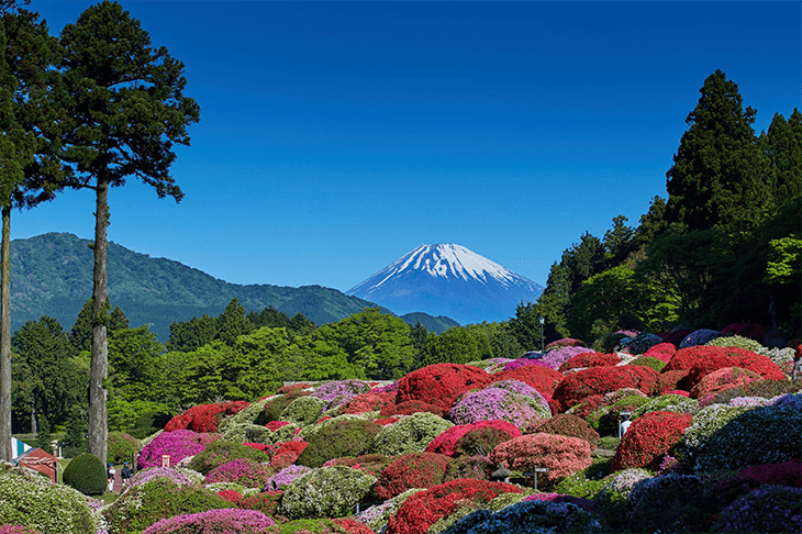 พื้นที่ 5 อันดับแรกสำหรับการชมดอกอาซาเลียในและรอบๆ โตเกียว