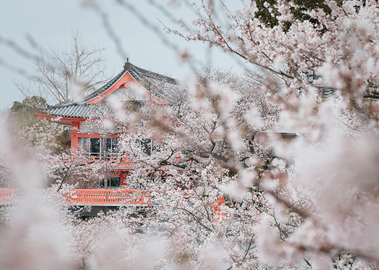 สถานที่ชมดอกซากุระที่น่าสนใจสี่แห่งในจังหวัดวาคายามะ