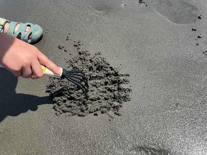 ClamDigging (Shiohigari) in Japan A Spring Tradition Japan Travel
