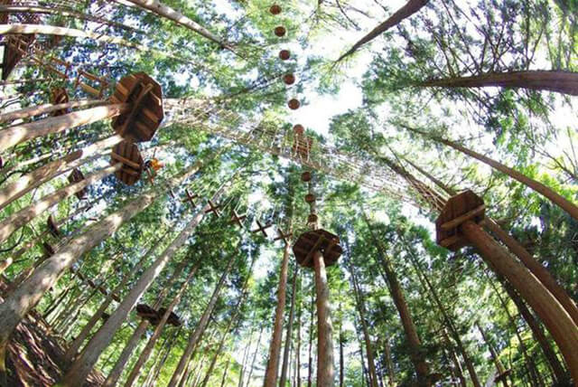 利用森林打造而成「Forest Adventure箱根」的魅力、交通、收费