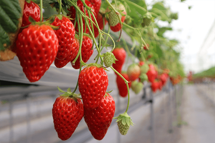 Fruit Picking Experiences Across Japan