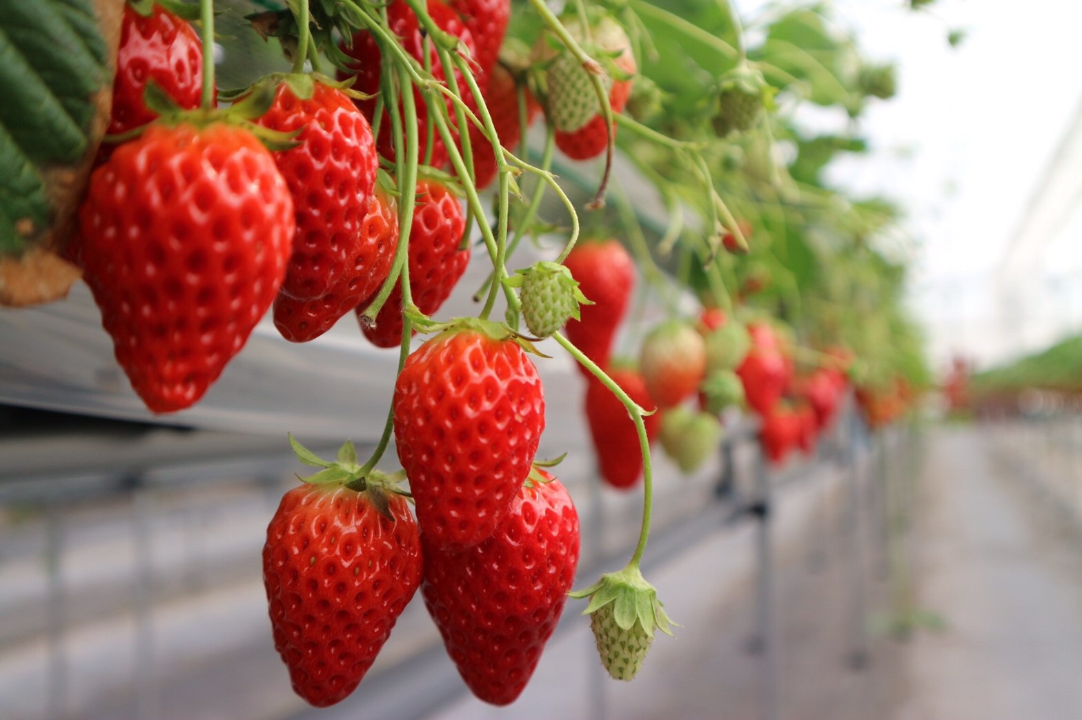 Experi&ecirc;ncias de colheita de frutas em todo o Jap&atilde;o