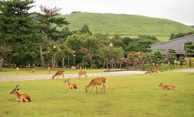 向奈良裏的奈良町出發，包含要必去景點的觀光指南 與福寺或東大寺，在奈良公園和小鹿玩耍