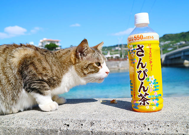 猫と天ぷらと最高の海景色　沖縄の車で行ける離島【奥武島】の魅力