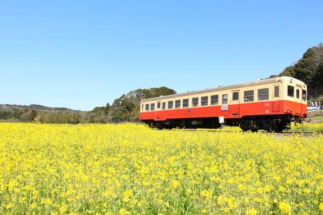絶景！菜の花畑と桜が楽しめる、ぶらり小湊鉄道の旅