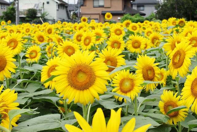 今が見ごろ】 世田谷で一面のひまわり畑が楽しめる！「こう