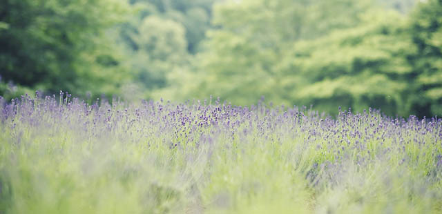 一面紫色の「ラベンダー園」。見ごろは5月下旬～7月上旬です。