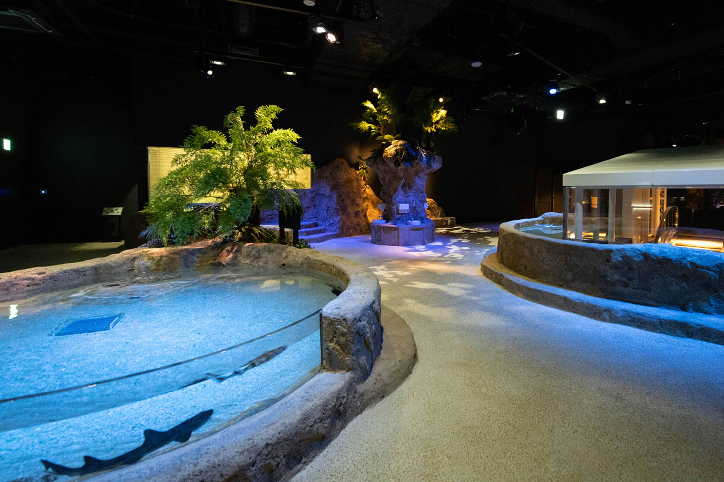 沖縄に新オープン！最新テクノロジー水族館「DMMかりゆし水族館」