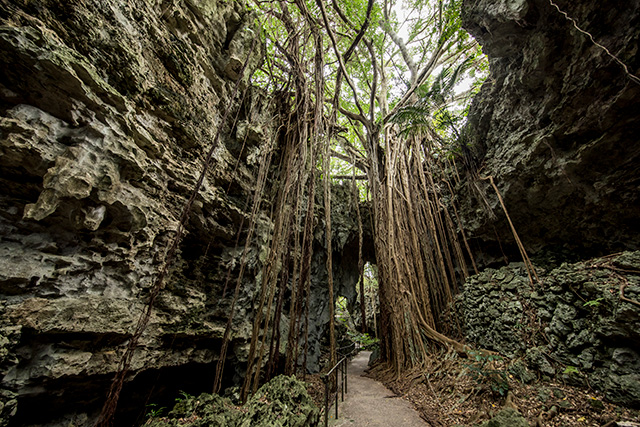 【沖縄】鍾乳洞跡に広がるジャングル『ガンガラーの谷』ガイドツアー