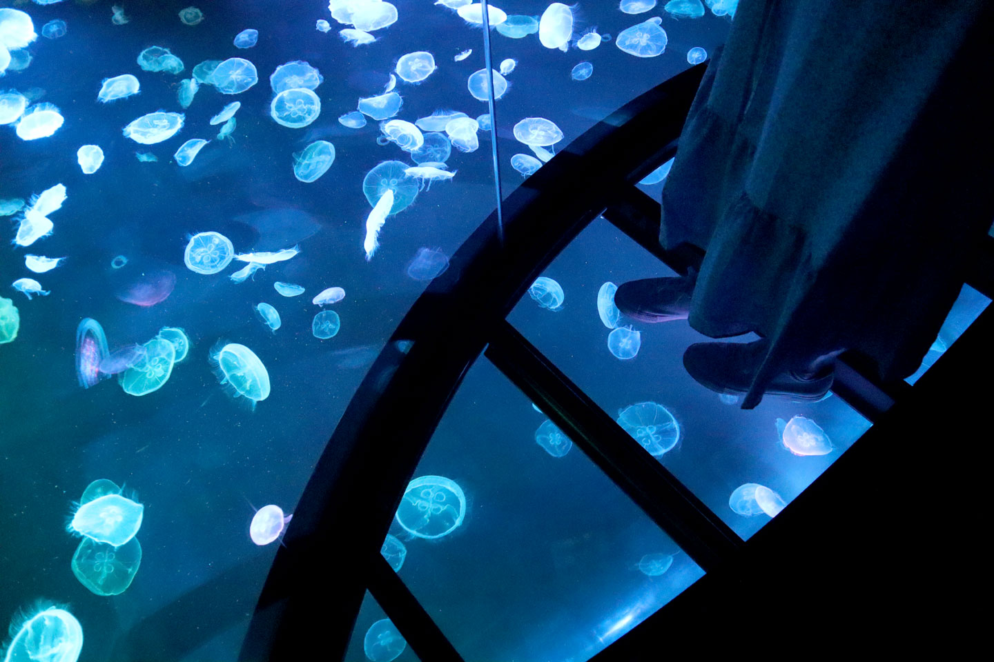 【東京】初の大規模リニューアル！「すみだ水族館」で500匹のクラゲをのぞき込む