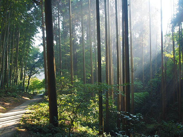 朝日が降り注ぐ竹林も息を呑む美しさ。