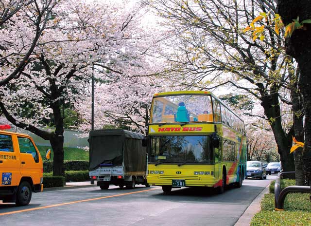 ついに開花！はとバスツアーで名所を巡る「東京さくら回廊」のご予約はお早めに！