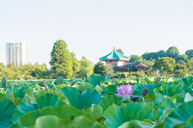 Shinobazuno Pond in Ueno Park