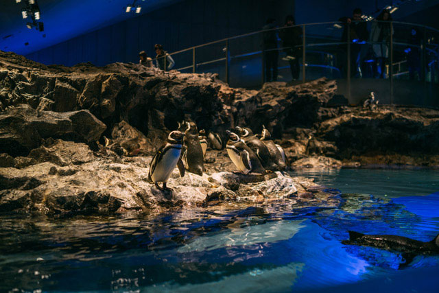 Sumida Aquarium　