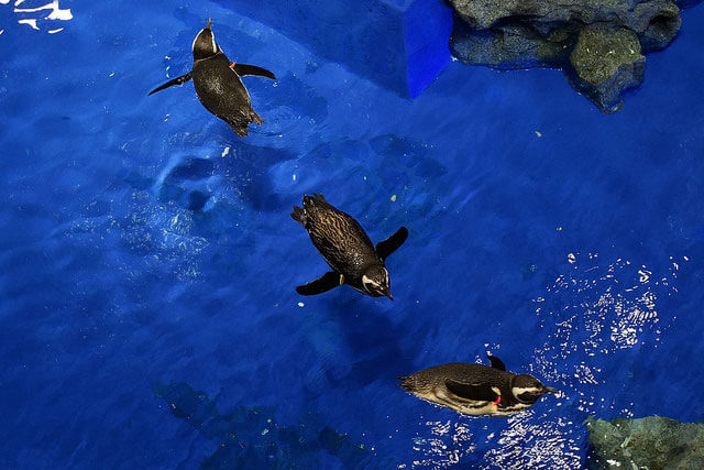 Sumida Aquarium　
