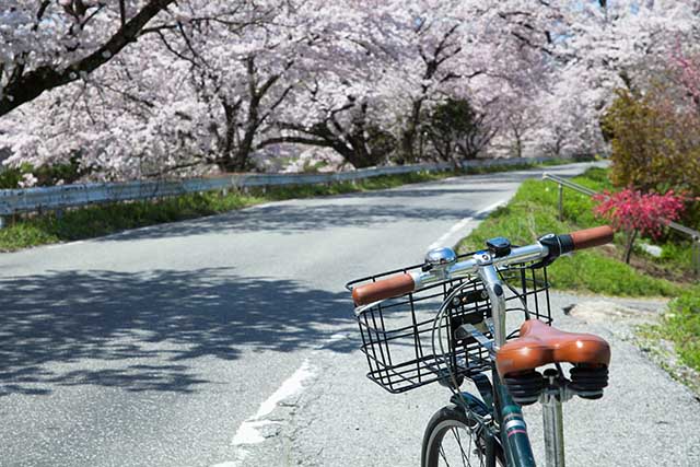 Hikone City - Bicycle Sightseeing Itinerary
