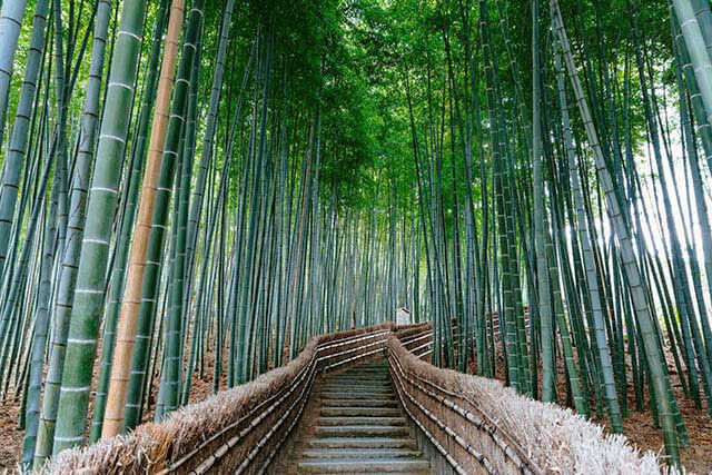 嵐山人氣景點!來竹林小徑散步吧