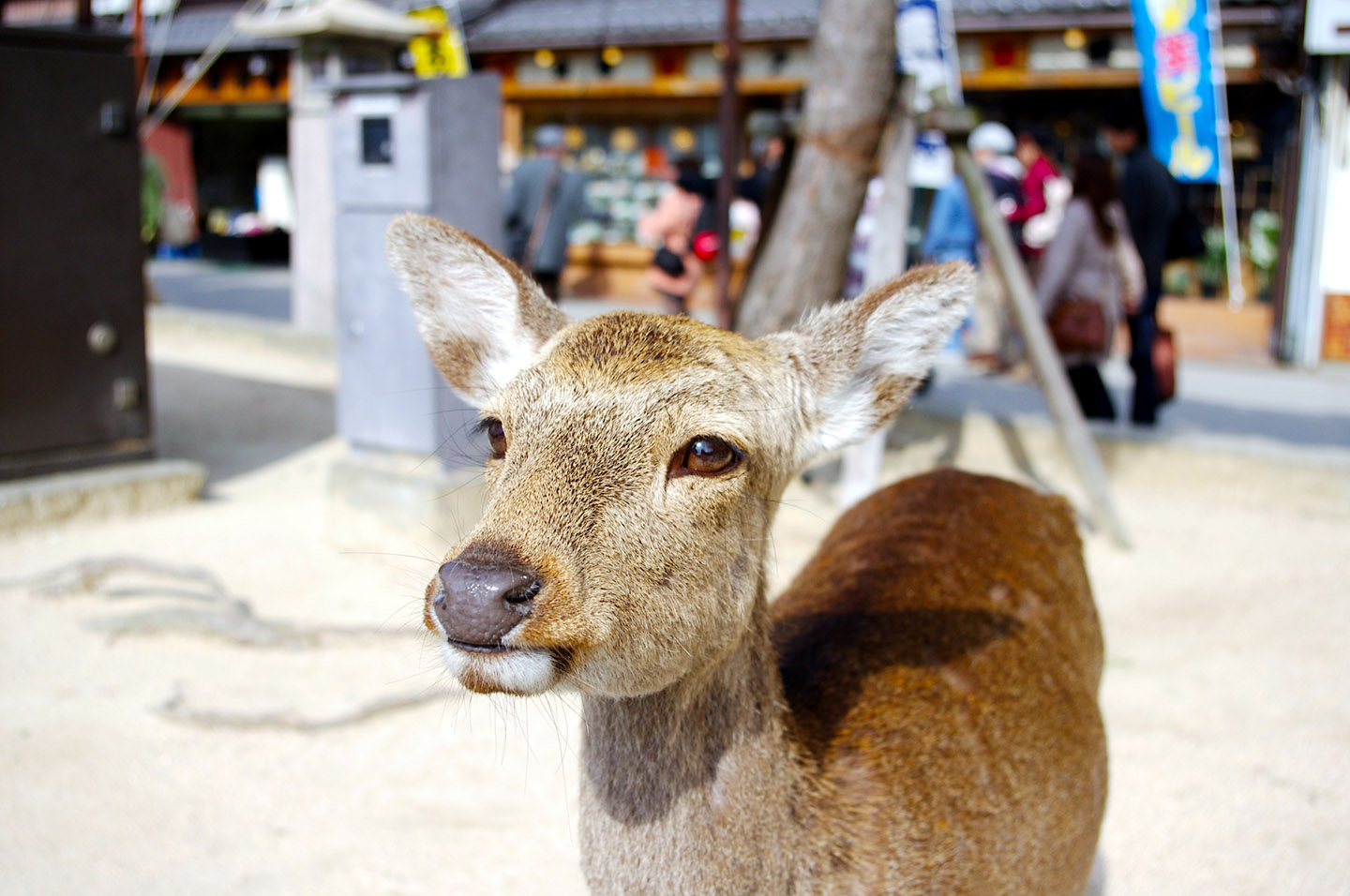 Where to Go Miyajima