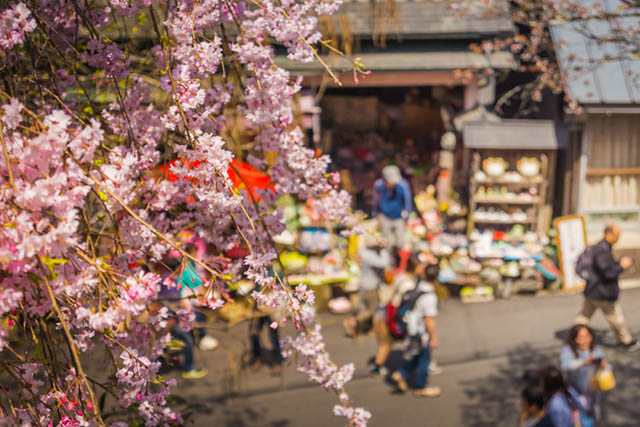 Cherry Blossoms in Yoshino