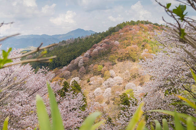 요시노의 벚꽃