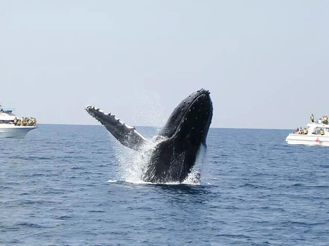 Whale-watching Tours