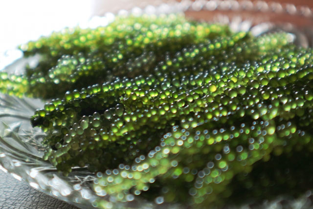 Umi Budou (green caviar)