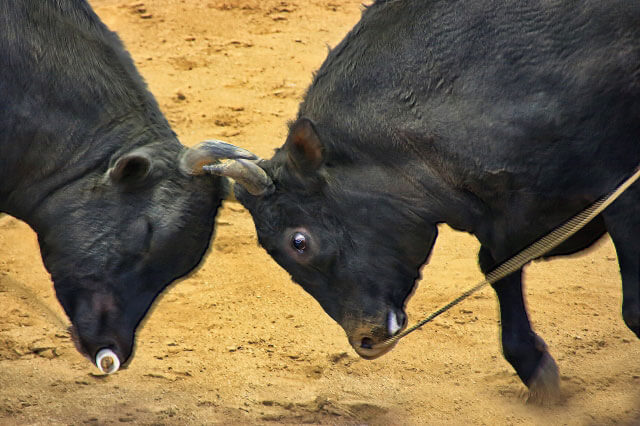 Bullfight in Uruma
