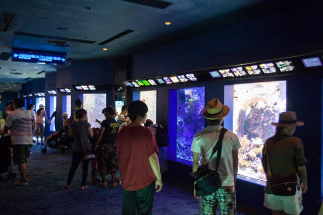 Ocean Expo Park, Okinawa Churaumi Aquarium | Japan Travel by