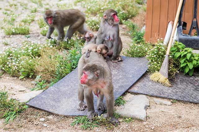 銚子溪自然動物園 猴子之國