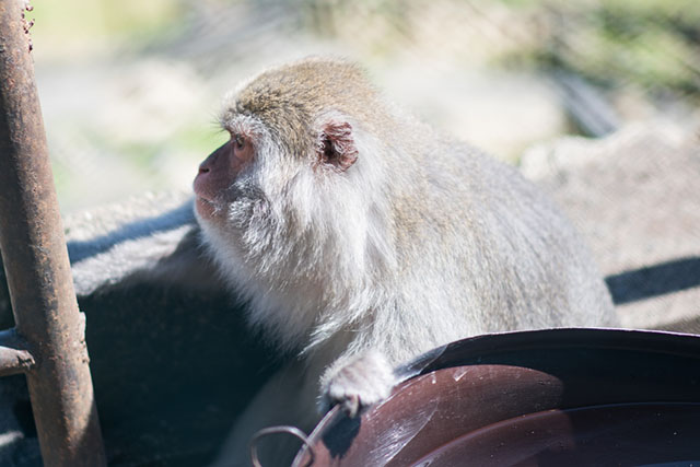 Monkey Mountain of Nikko | Japan Travel by NAVITIME - Japan Travel ...