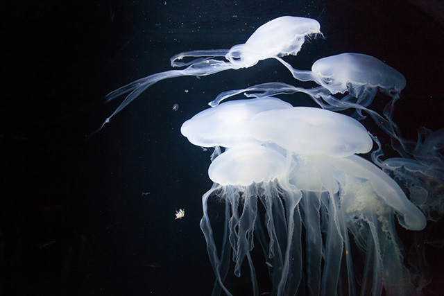 Kamo Aquarium and the Jellyfish | Japan Travel by NAVITIME - Japan ...