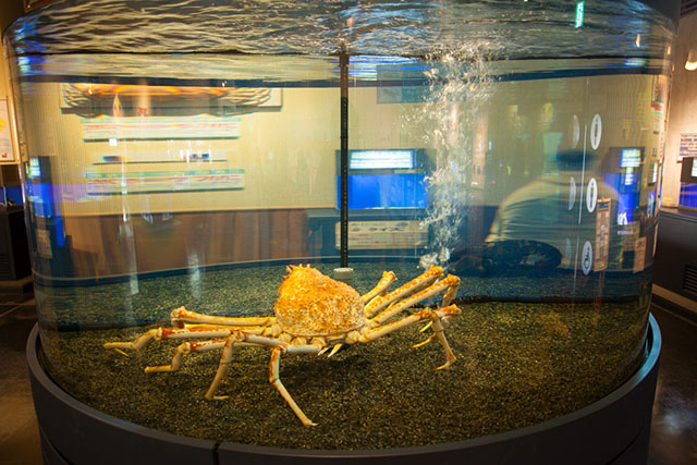 Crab Museum
