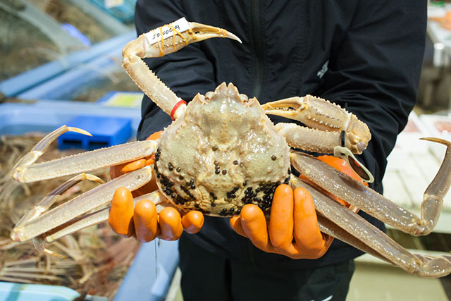The Delicious Matsuba Crabs of Tottori