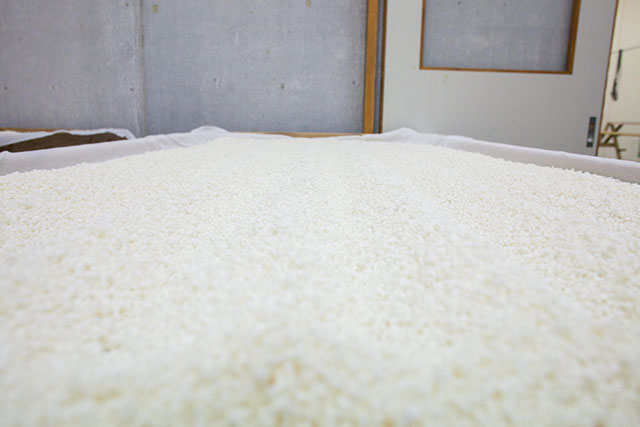Rice is an important part of the sake production process