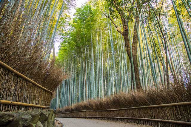 The Best Places to Start Your Day in Kyoto