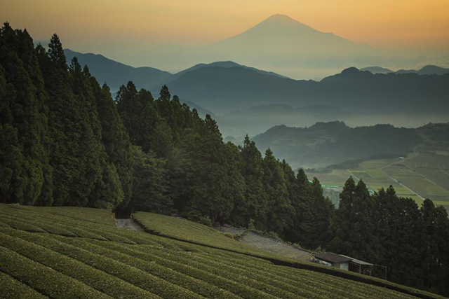 Shizuoka, Home of Green Tea