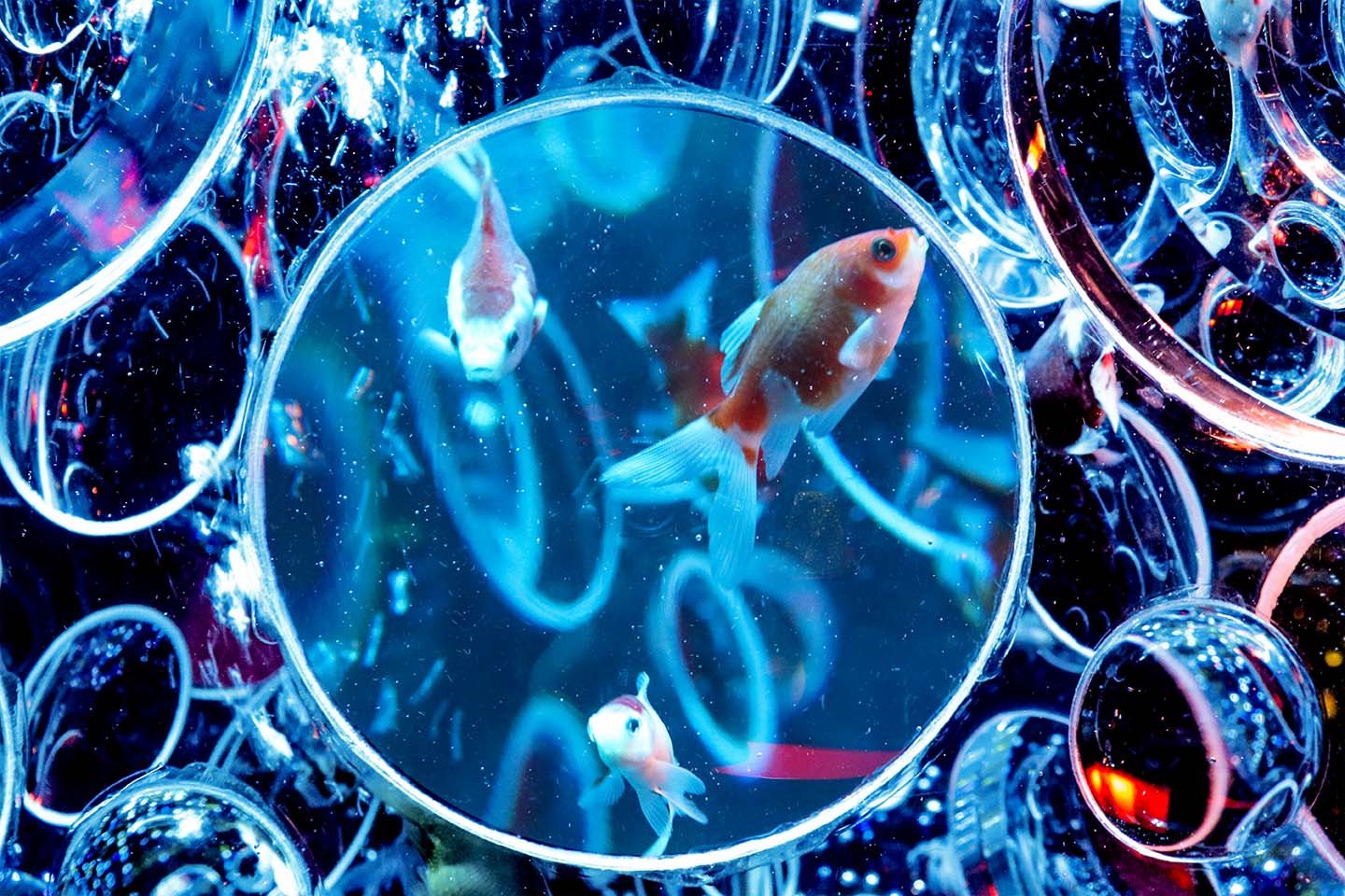 Cyberpunk goldfish at Art Aquarium