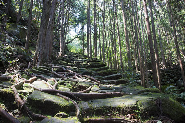 เดินป่าไปตามคุมาโนะโคโดะ