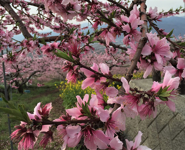 복숭아꽃이 피었습니다! 후에후키시 도겐코 봄 축제